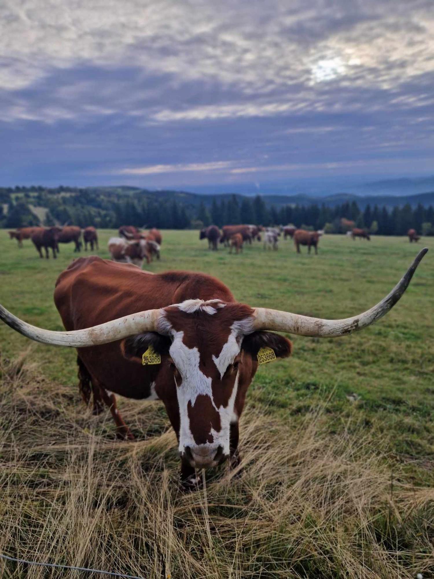 Chata Jeleni Drevenice S Vlastni Virivkou Horni Halze Exterior foto